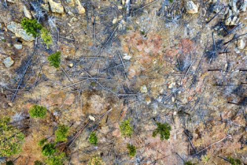 500px-fire-fallen-trees